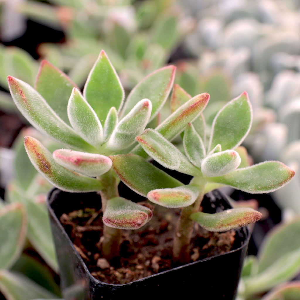 Why is my Echeveria pulvinata 'Ruby' losing its red?