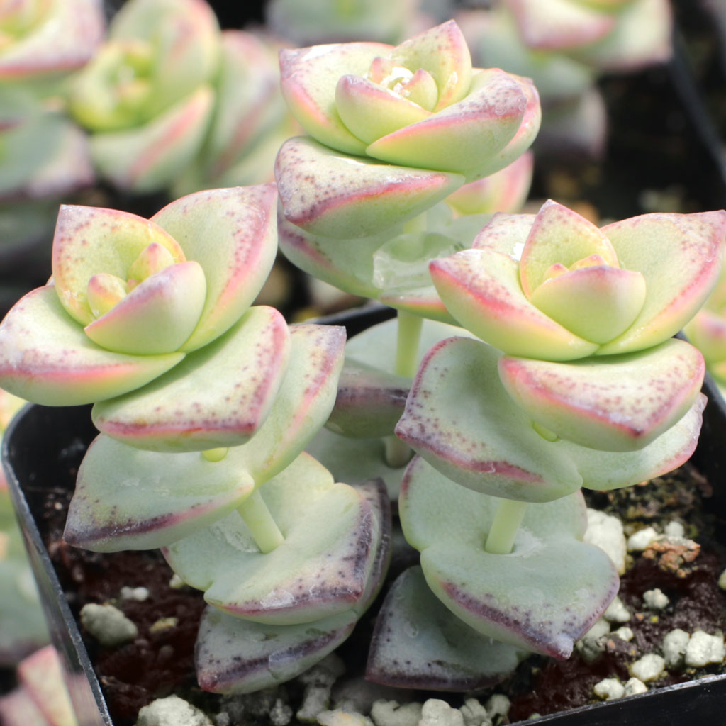 What's the difference between crassula perforata ivory tower and crassula perforata string of buttons?