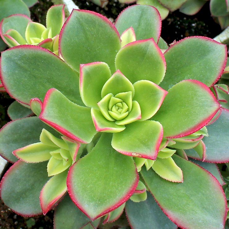 Aeonium 'Kiwi' Questions & Answers