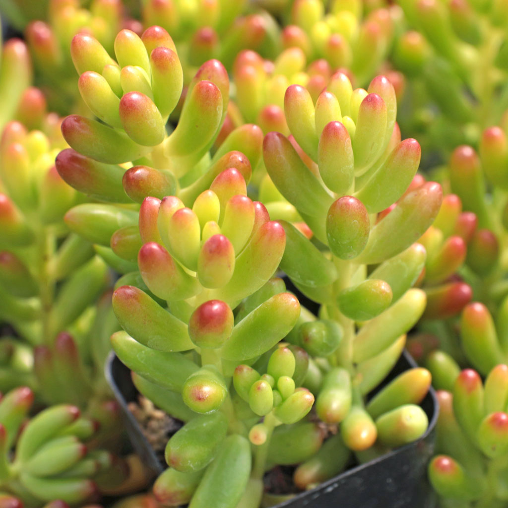 Sedum rubrotinctum - Jelly Bean Questions & Answers