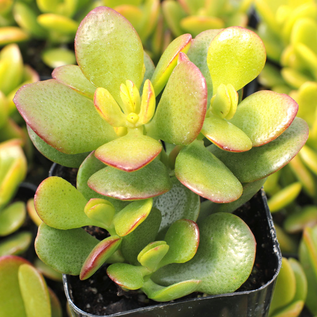 Is this the same as a  crassula ovata compata mini jade