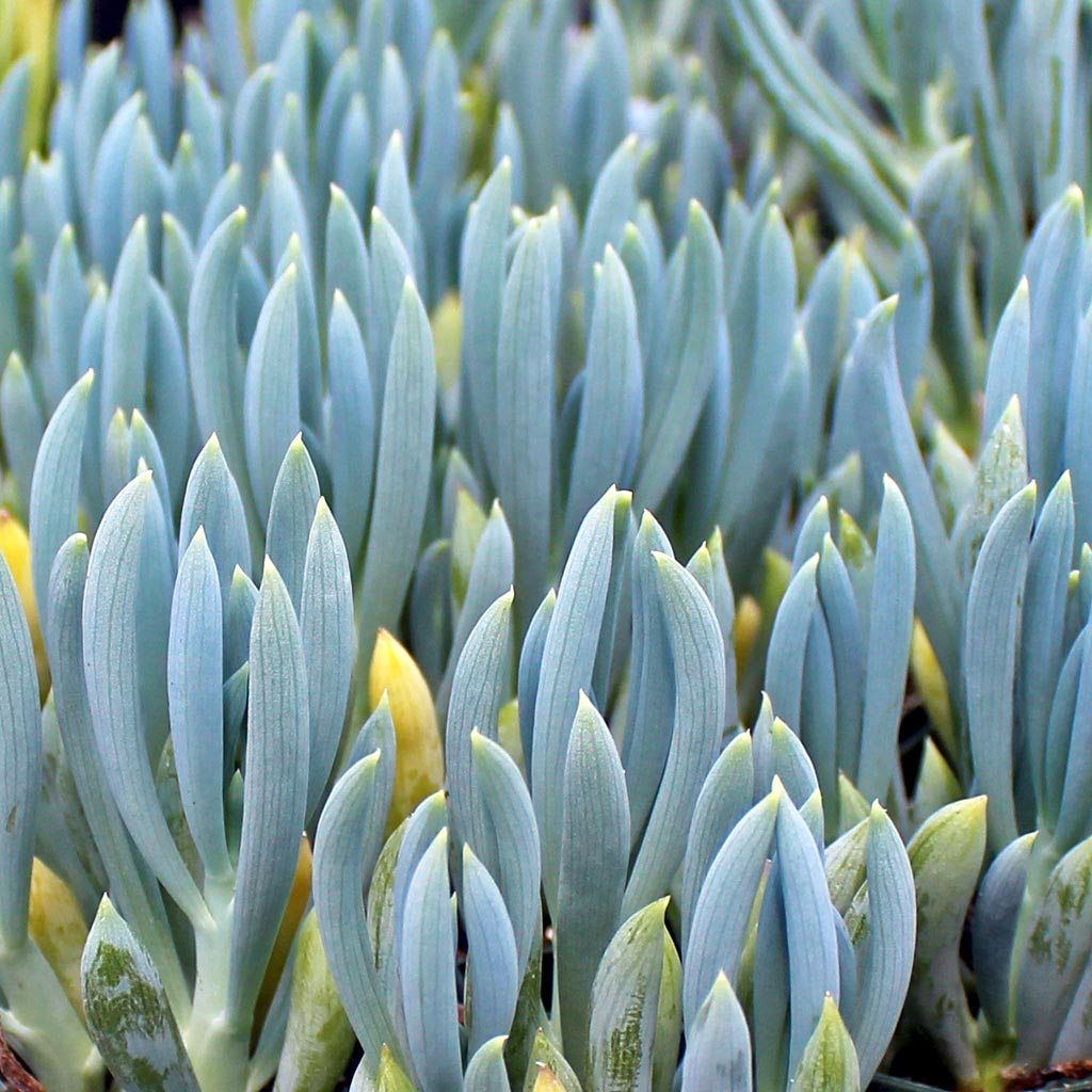 My blue chalk stick arrived green, does full sun make the foliage turn blue?