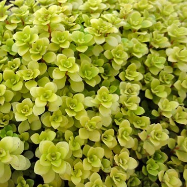 Sedum makinoi 'Ogon' - Japanese Golden Sedum Questions & Answers