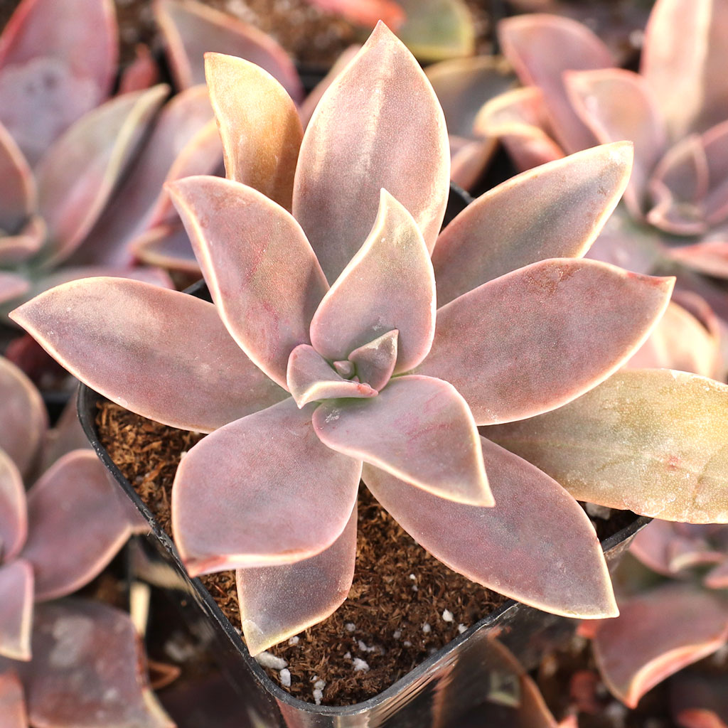 Graptoveria 'Fred Ives' Questions & Answers