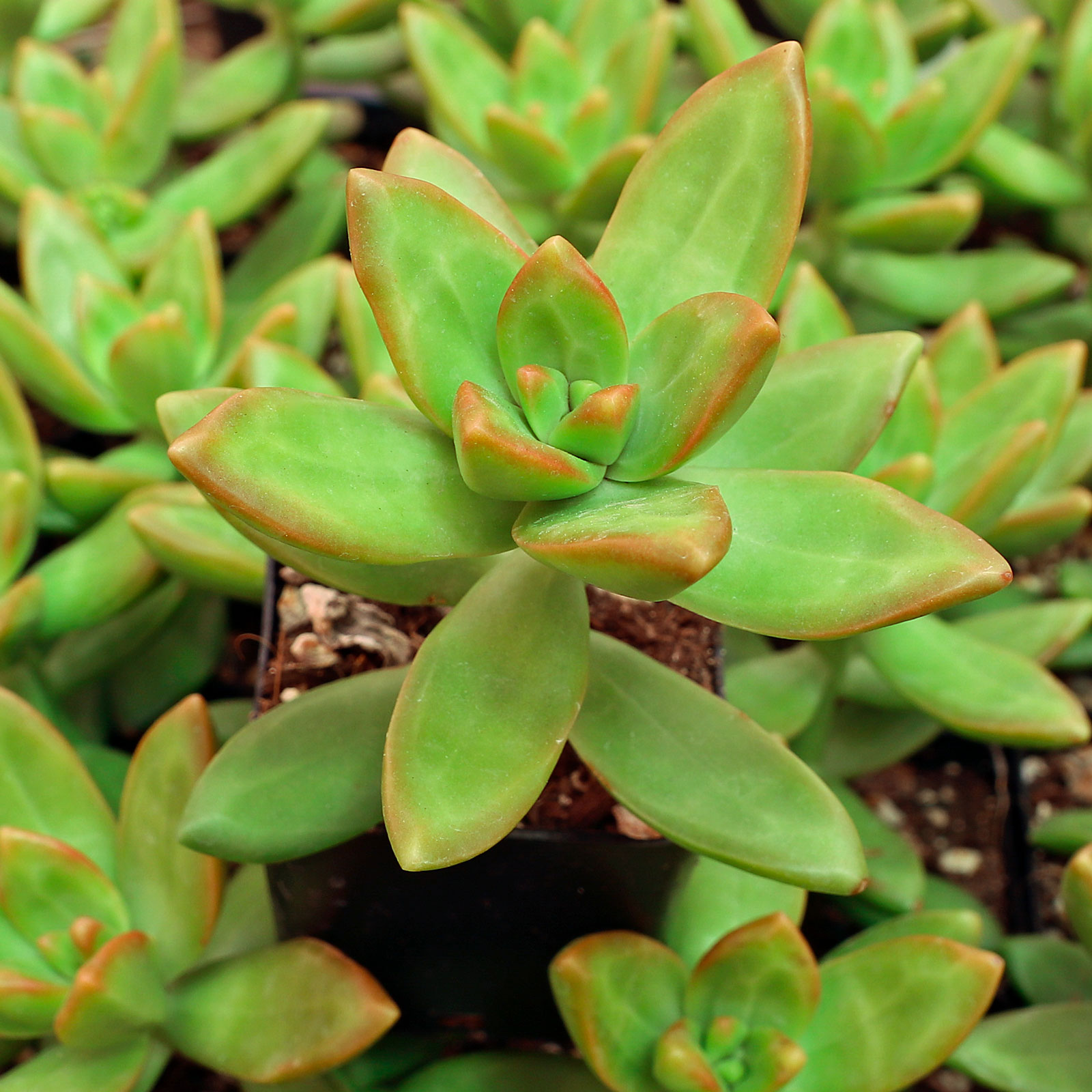 My Golden Glow sedum the leaves look very weighed down like a pine tree with snow on it and it gets plenty of sunli