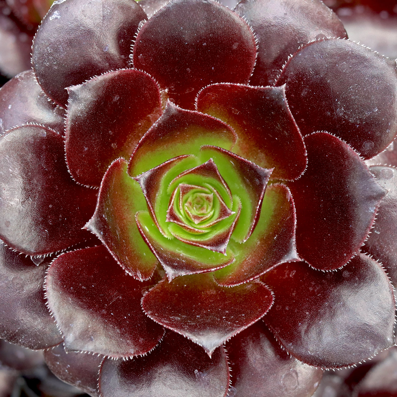 Aeonium arboreum 'Black Rose' Questions & Answers