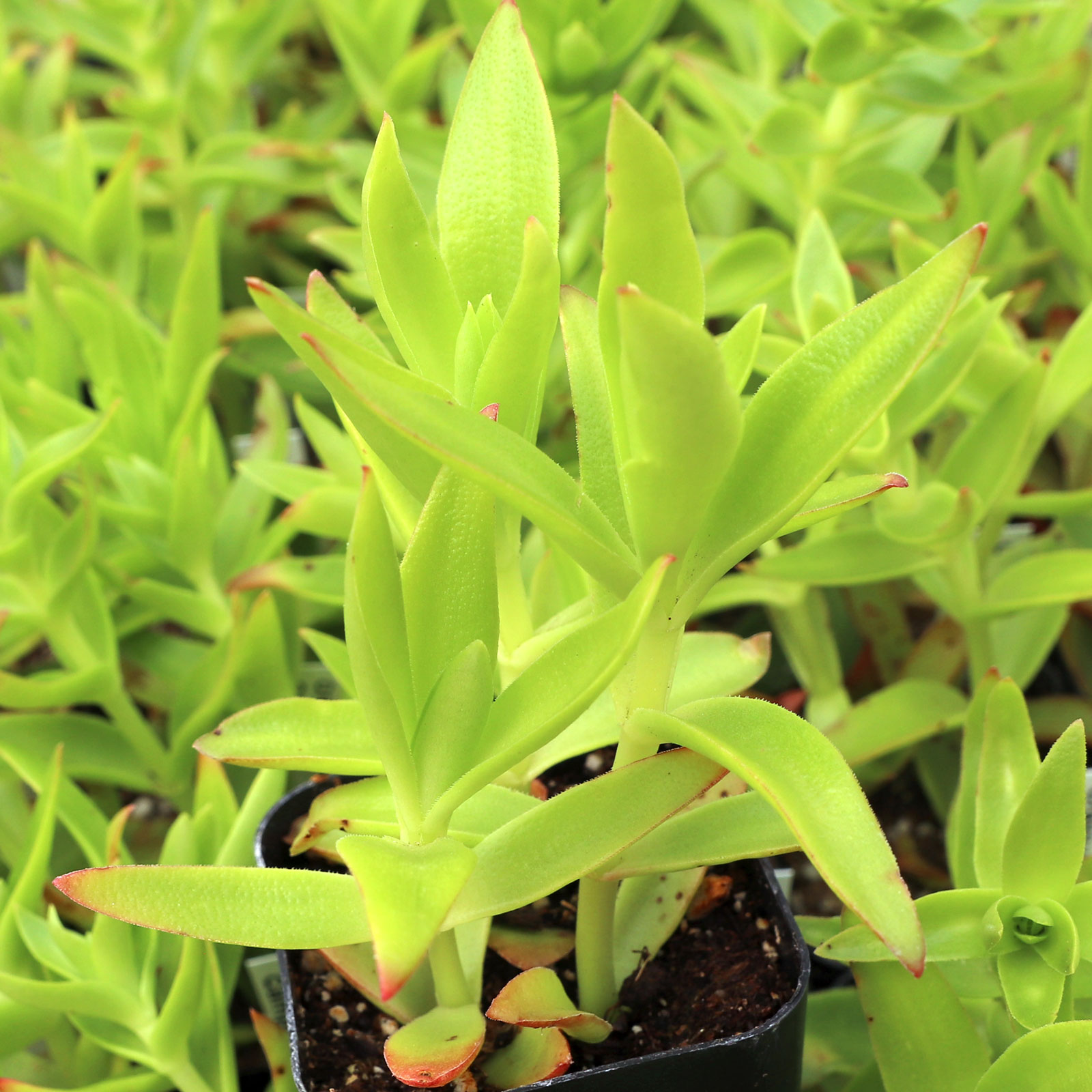 Crassula capitella 'Campfire' Questions & Answers