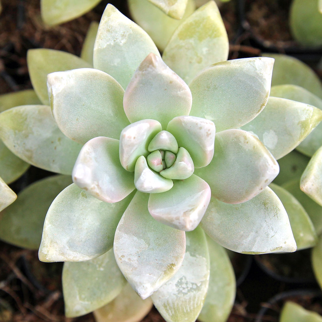 Graptopetalum paraguayense - Ghost Plant Questions & Answers