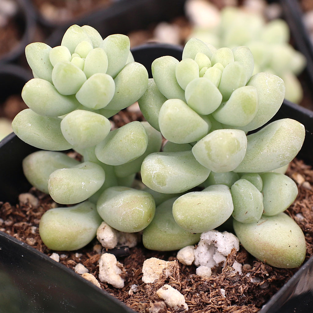 What is the scientific name for the Burro’s Tail?
