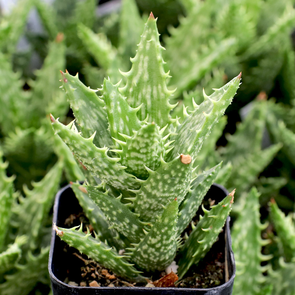 How to propagate A tiger to aloe vera