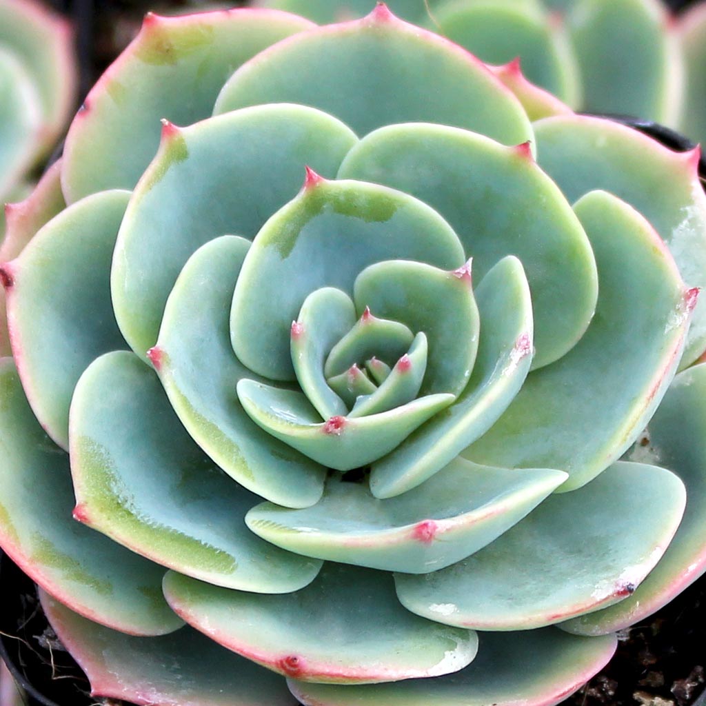 I am looking for echeveria imbricata. Do you have them available in larger sizes? 1 gallon?