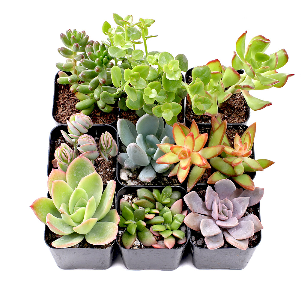 Soft Succulent Sampler Set of 9 Types - 2in Pots w/ ID Questions & Answers