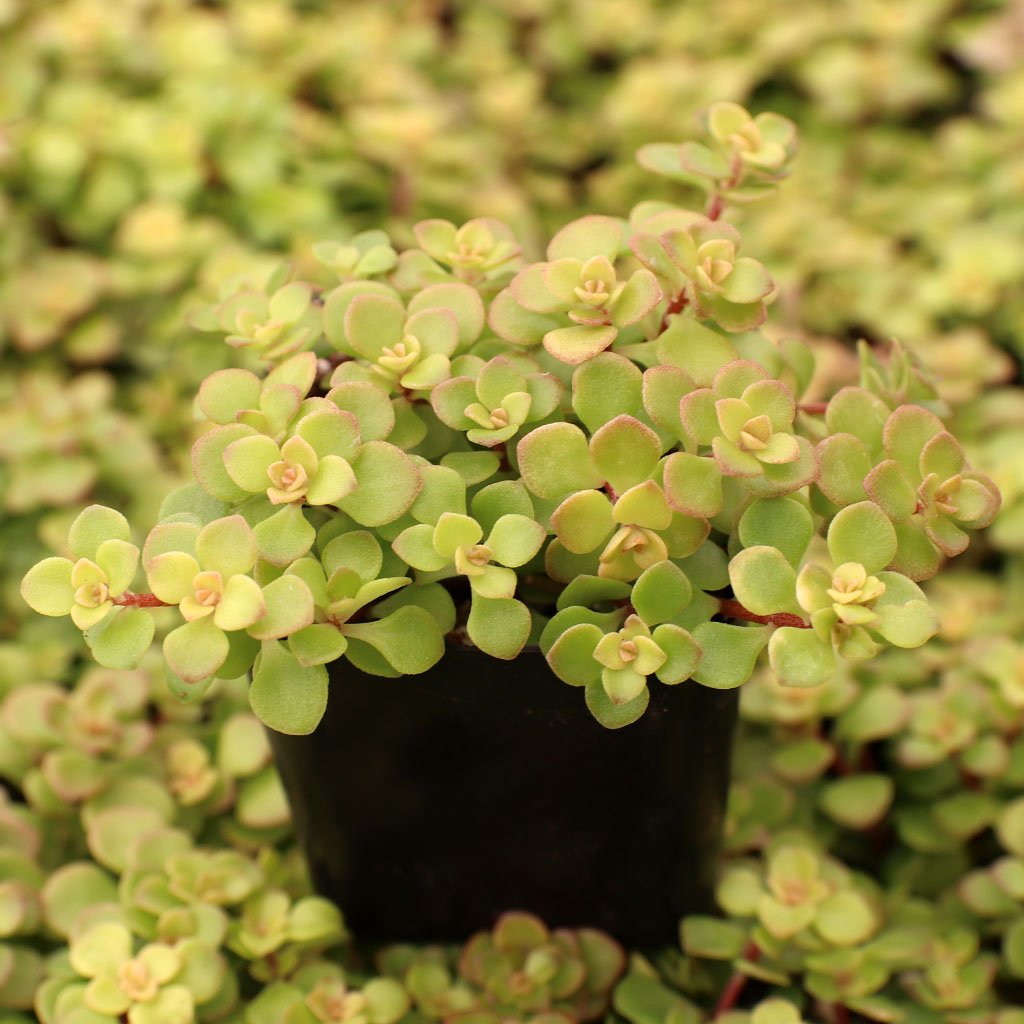 Sedum makinoi 'Limelight' Questions & Answers