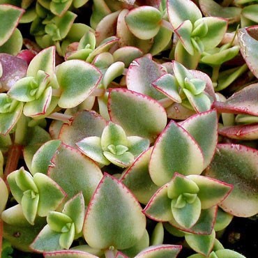 Crassula pellucida f. variegata - Calico Kitten Questions & Answers