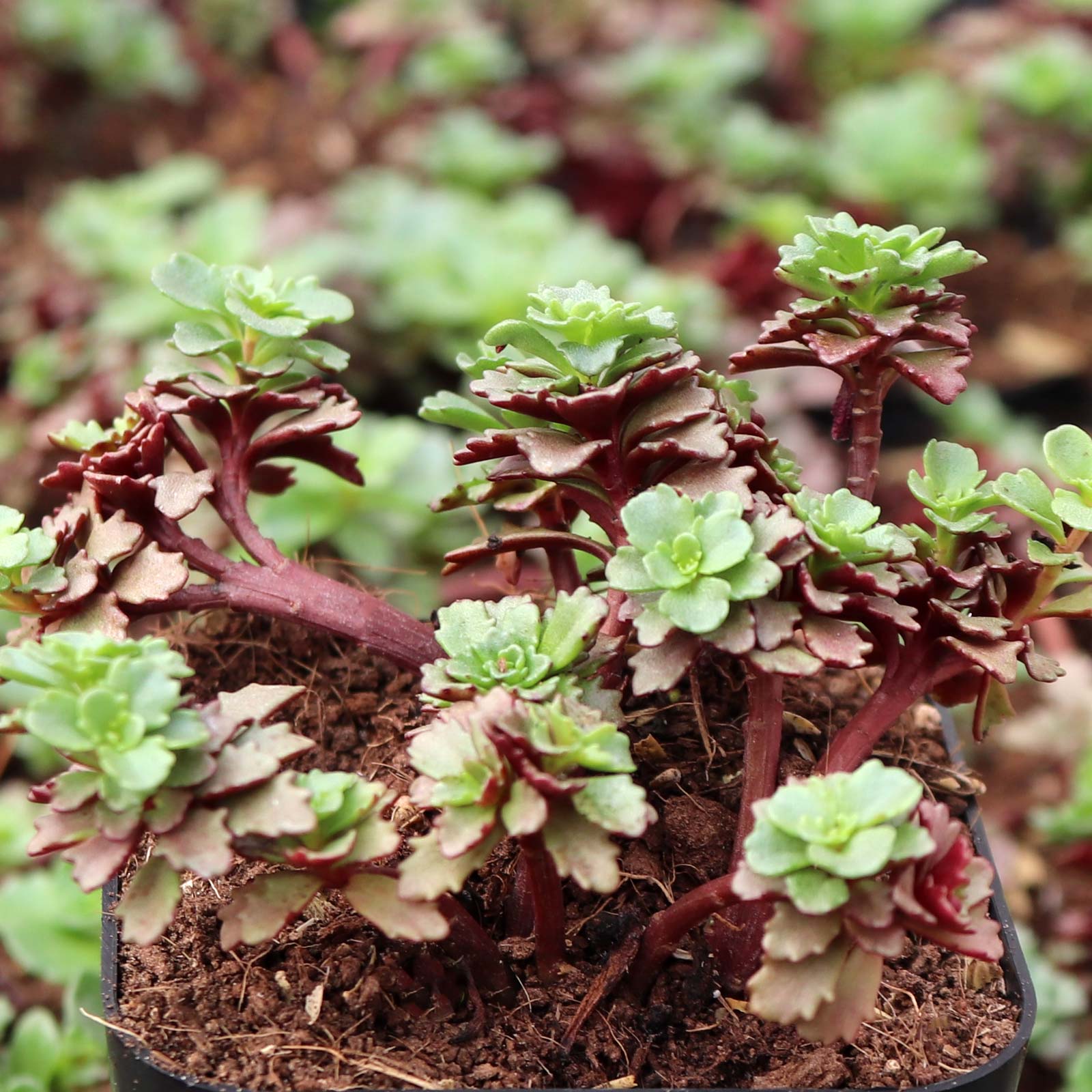 For your Sedum kamtschaticum var. floriferum 'Weihenstephaner Gold', how big is one plant?  Plant how far apart?