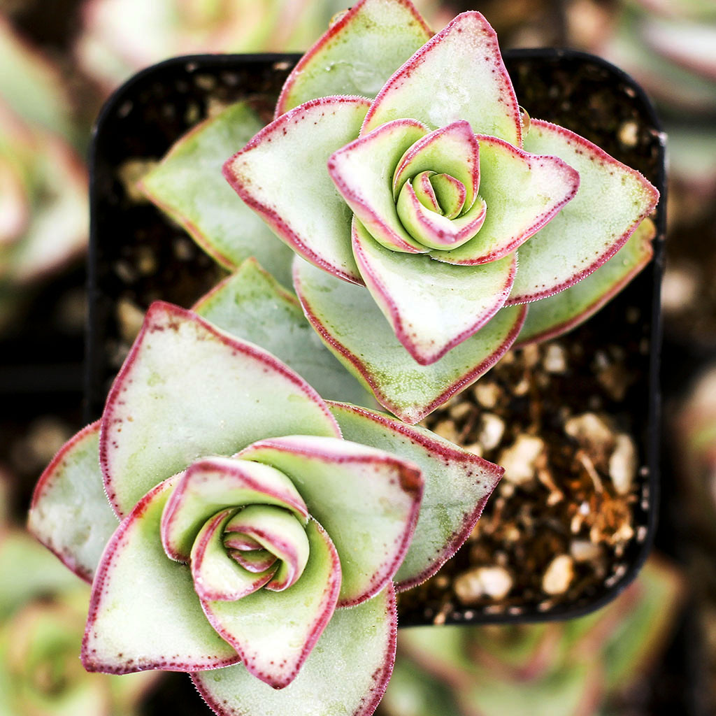 my top leaves of my crassula perforata ivory tower fell off while I was putting them in a new pot.  will they grow?