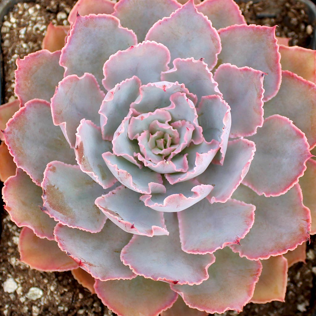 Echeveria shaviana 'Pink Frills' Questions & Answers