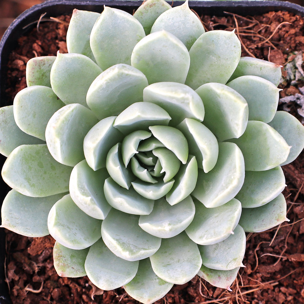 Echeveria albicans - Whitening Echeveria Questions & Answers