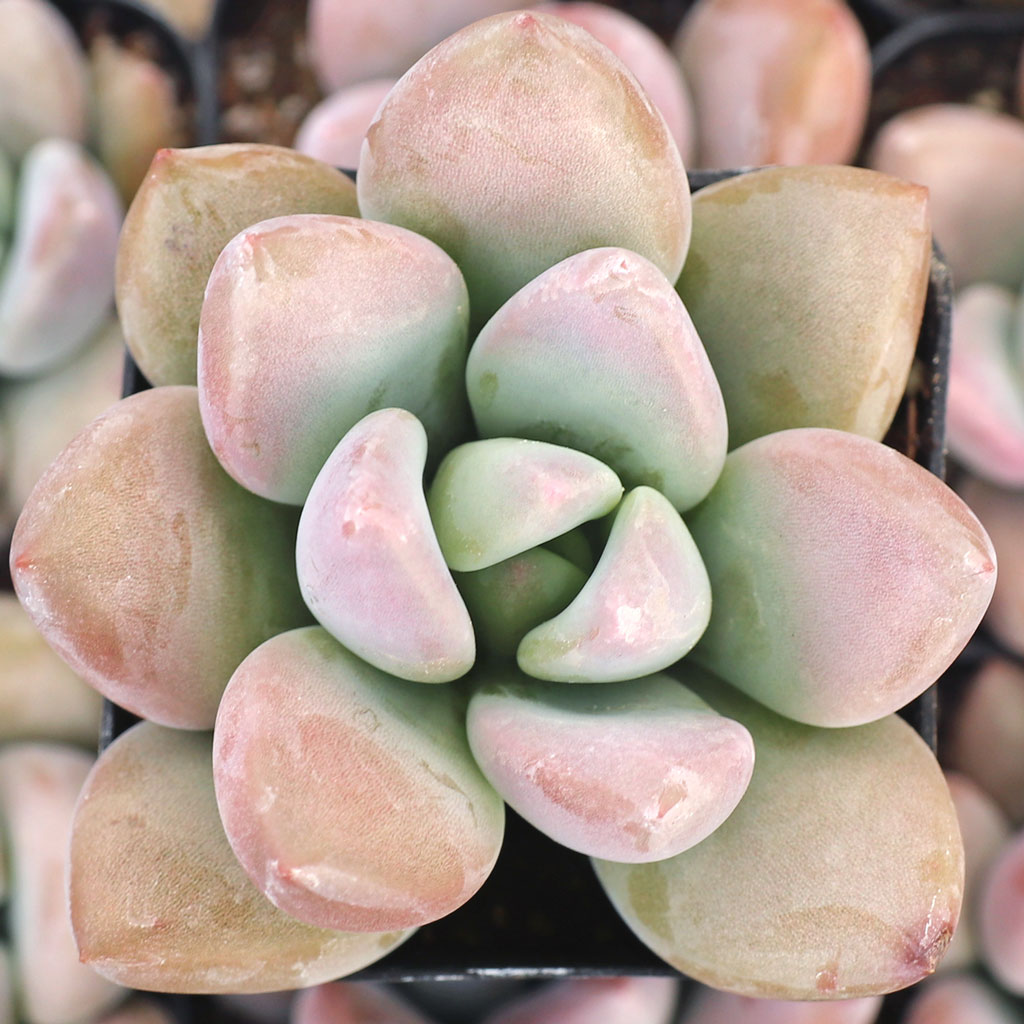 Is my Graptoveria 'Opalina' Stretching?