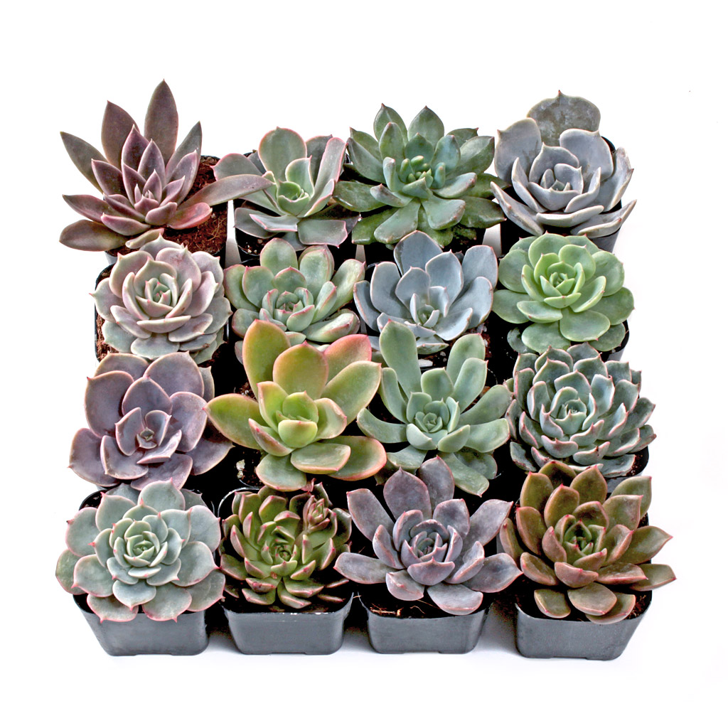 Can any excheveria sampler sets survive in zone 5?