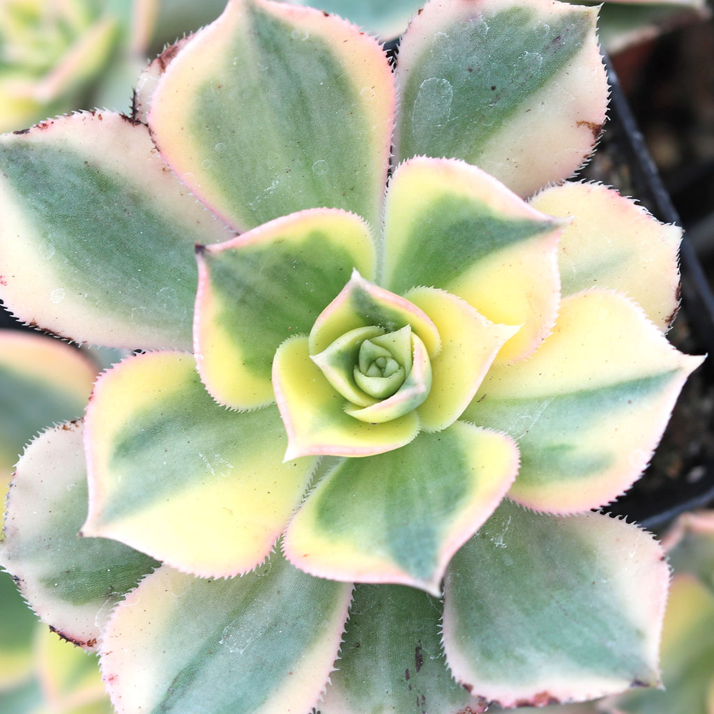 how do you water the aeonium sunburst