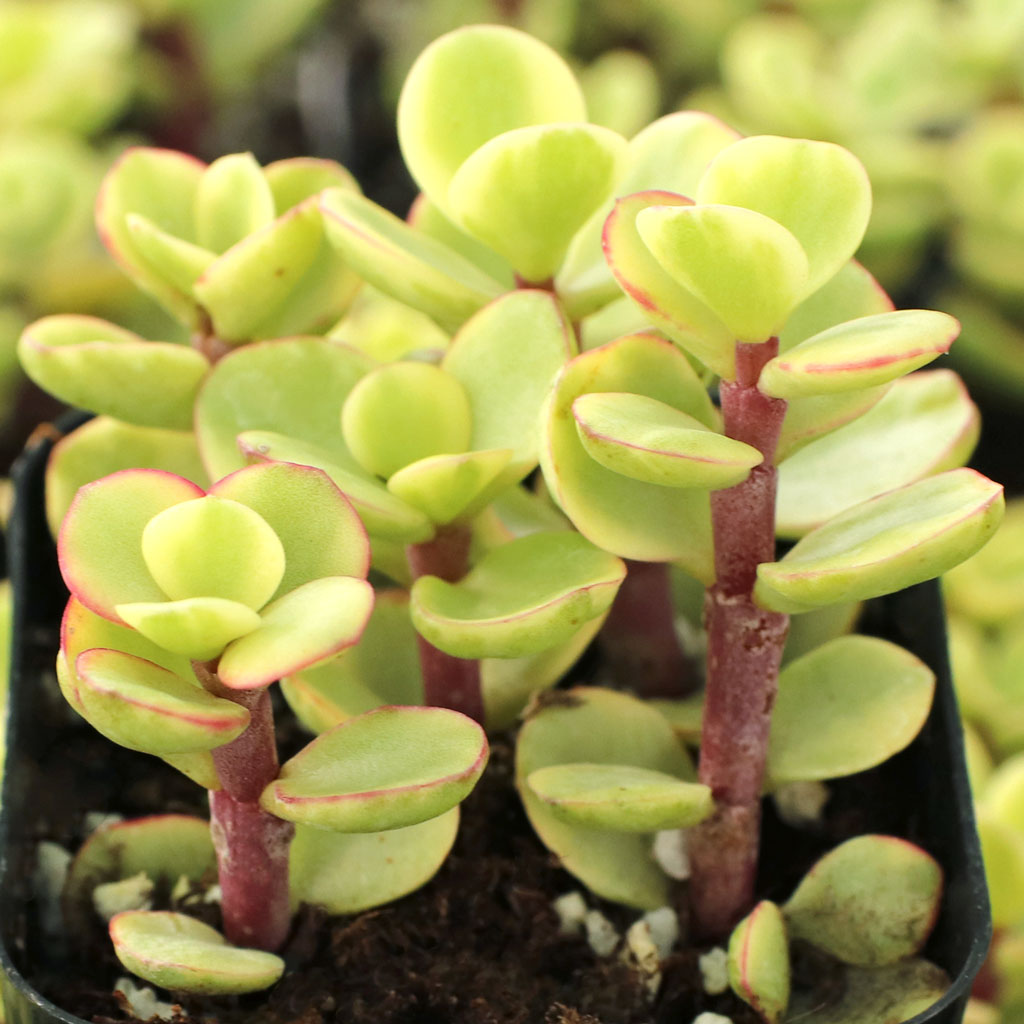 Portulacaria afra f. variegata - Rainbow Bush Questions & Answers