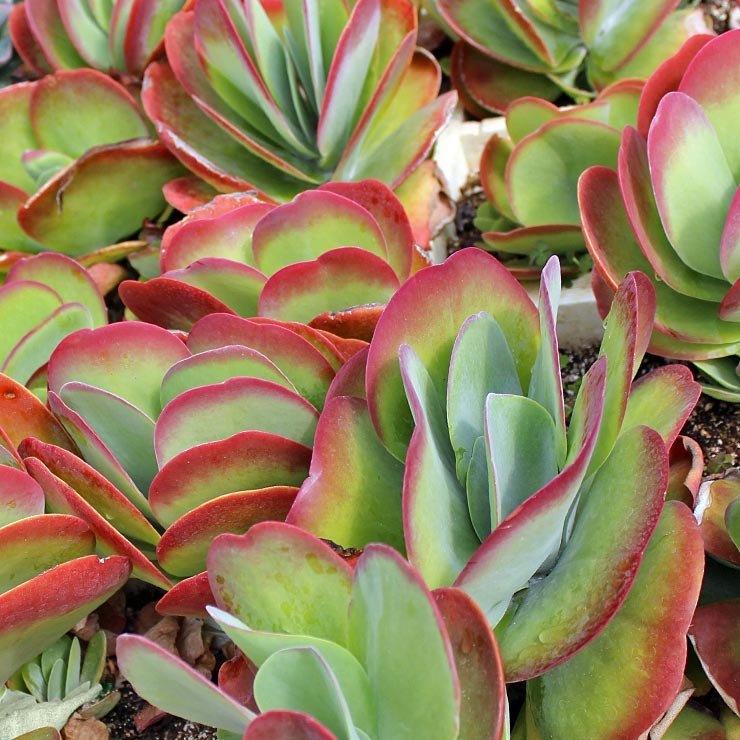 Is Kalanchoe Luciae poisonous to dogs?