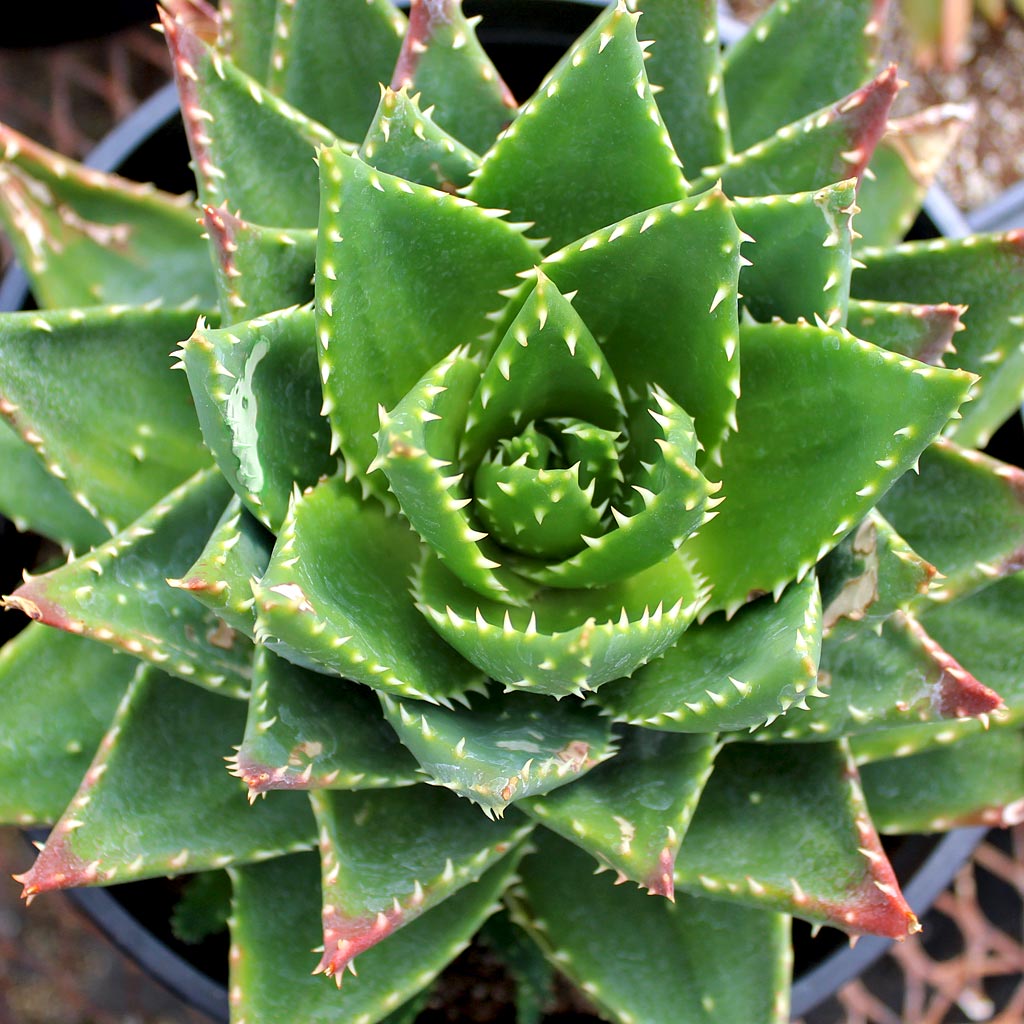 My gold tooth aloe has a tiny ‘red flag’ At the top of some of the aloe stems.  Is this a bloom??