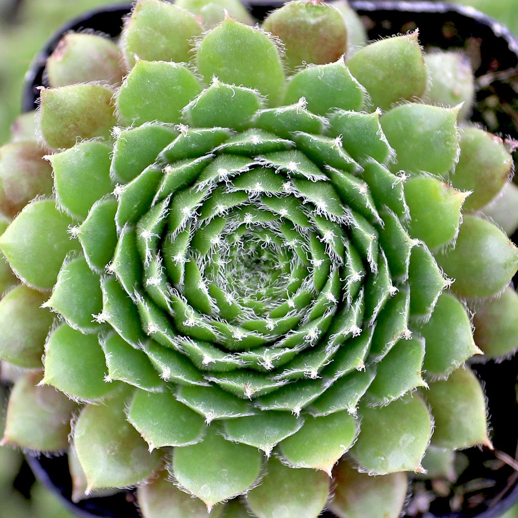 Sempervivum 'Piliferum' Questions & Answers