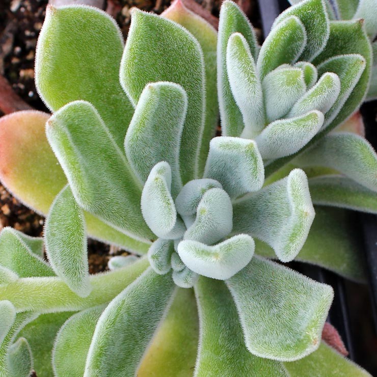 Echeveria pulvinata 'Frosty' Questions & Answers