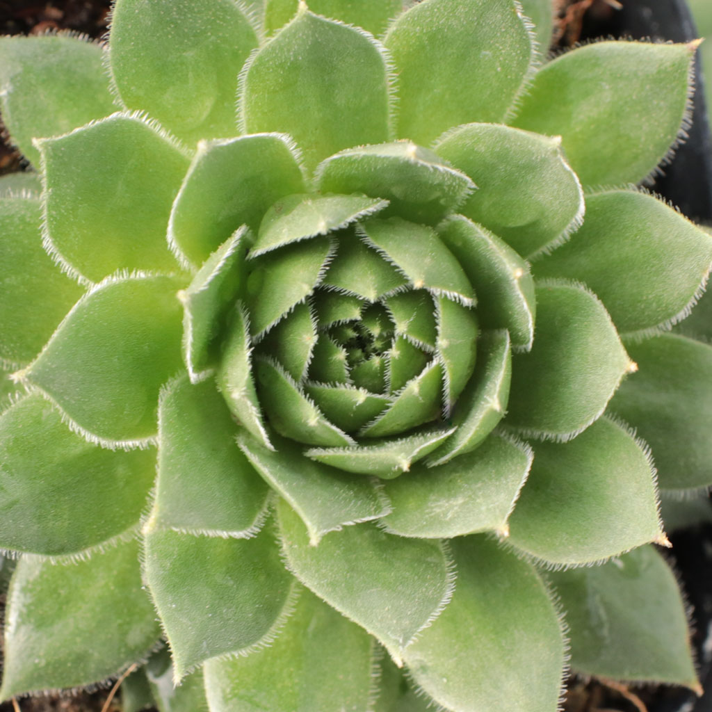 Are sempervivum deer resistant