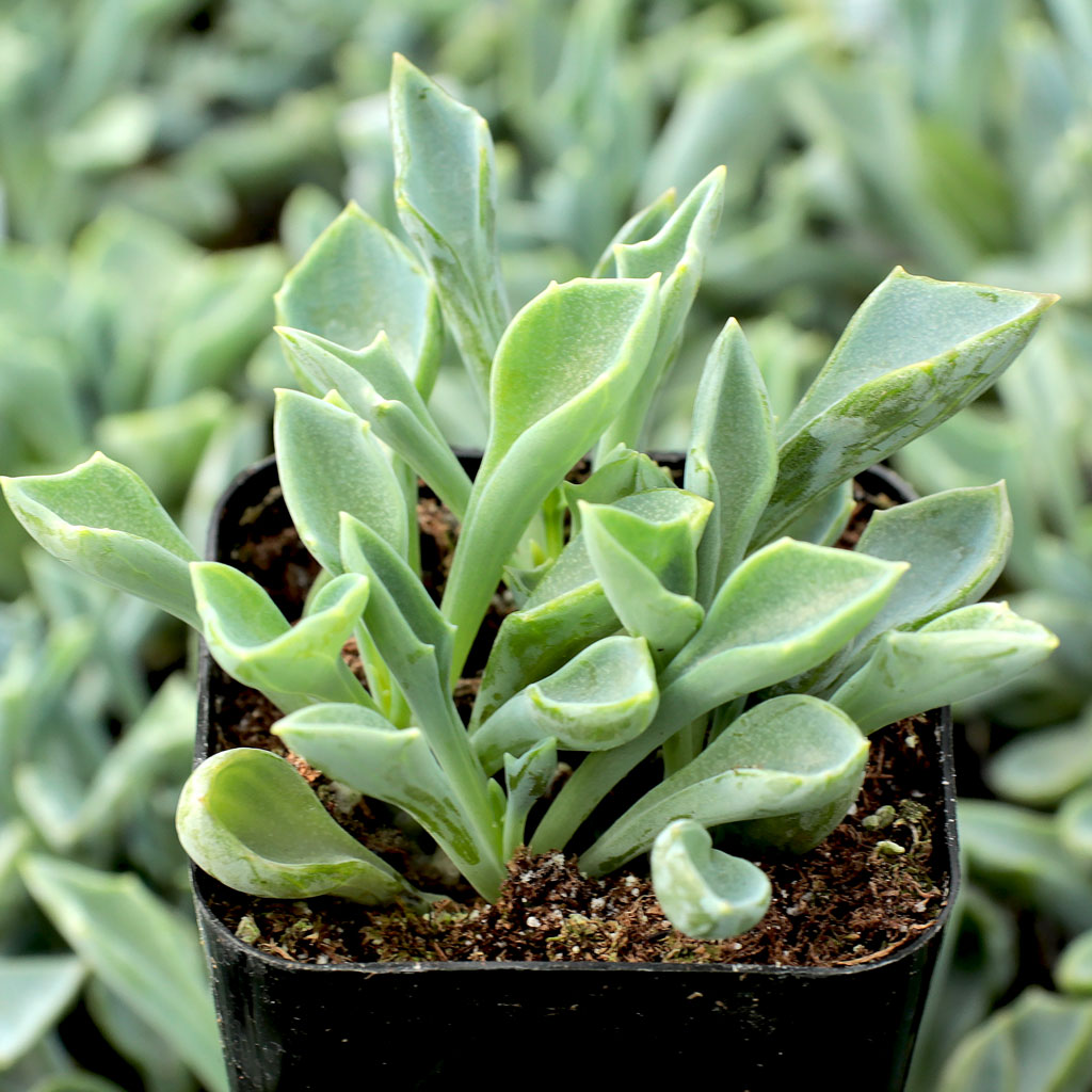 Senecio kleiniiformis - Spear Head Questions & Answers