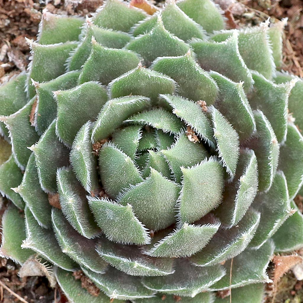 I live in  central Indiana. can my red ruby hearts Hens and chickens be grown outside year round?