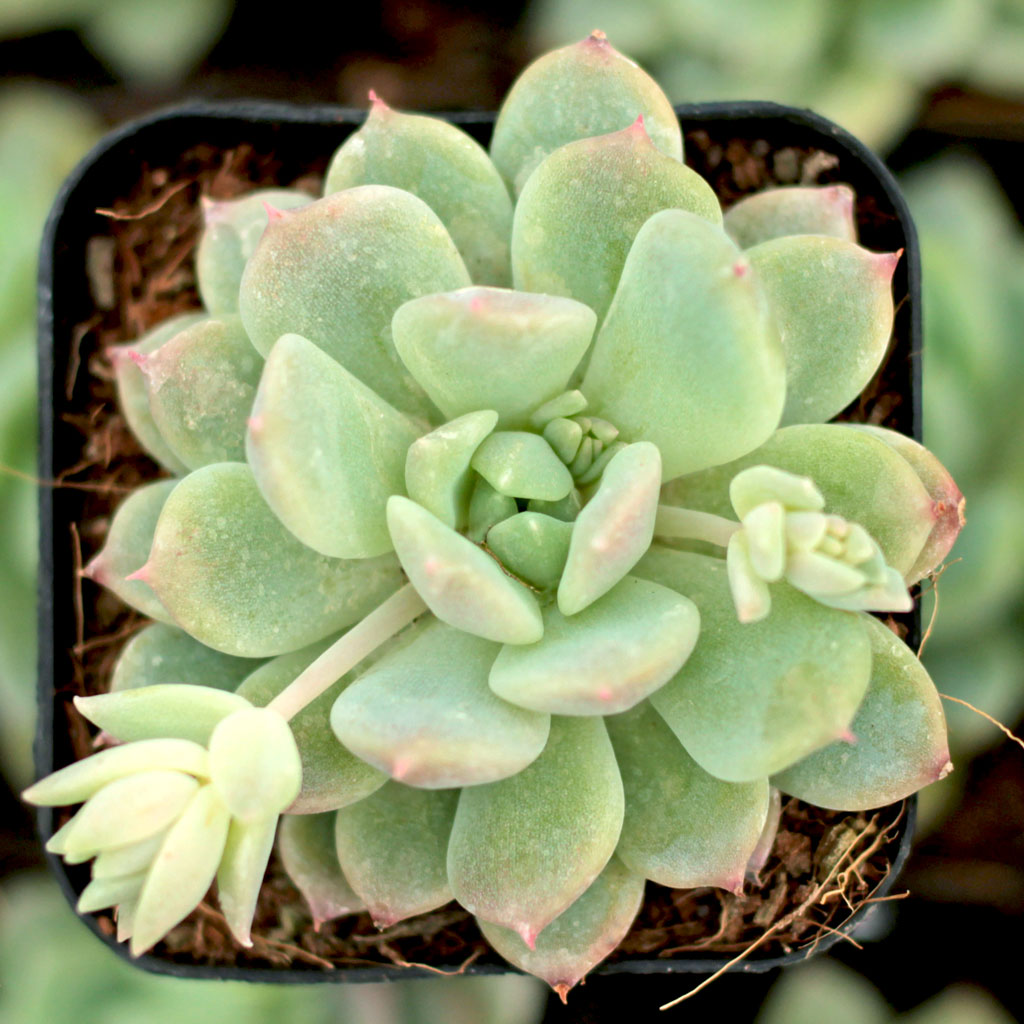 Echeveria prolifica Questions & Answers