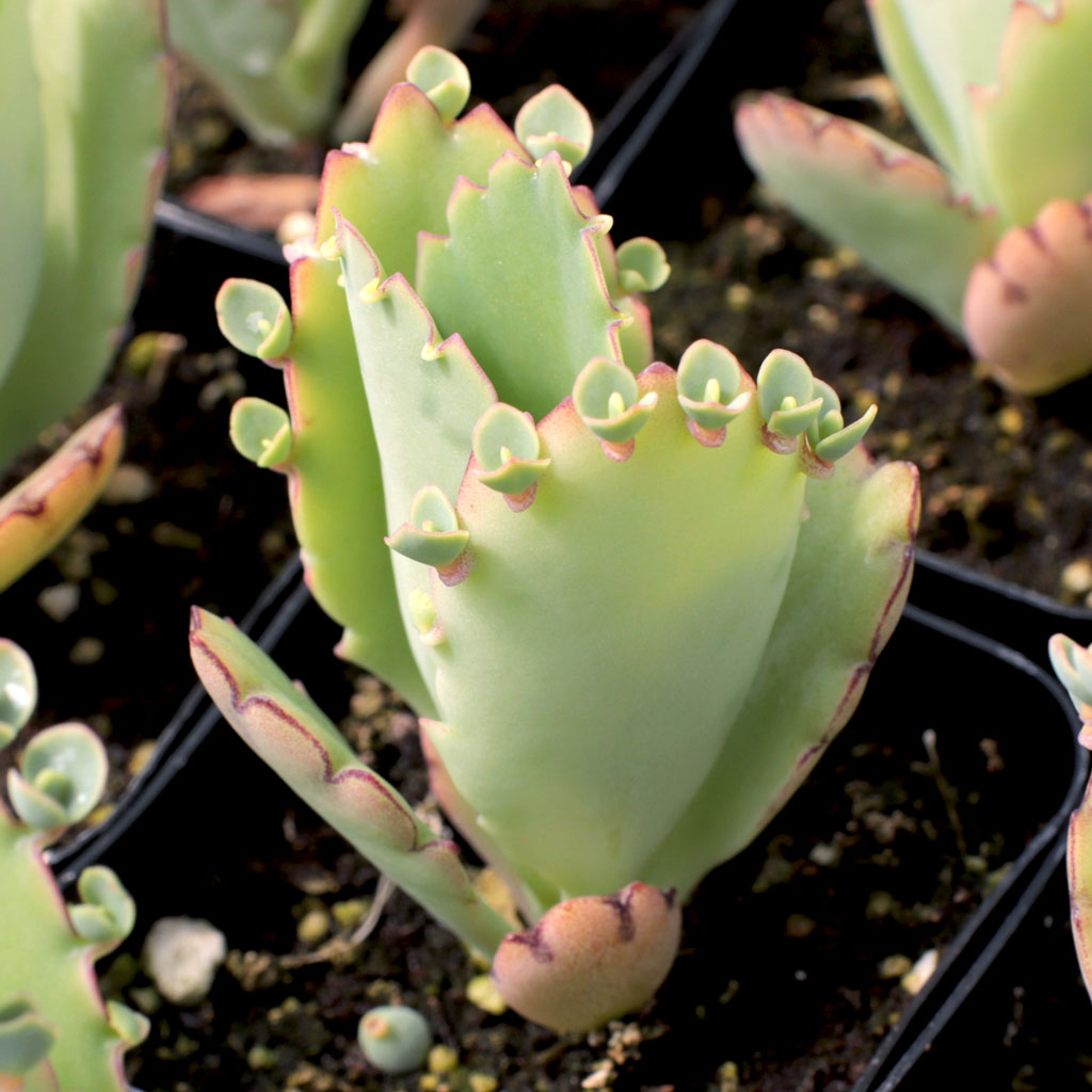 My mother of thousand plants are dying..they have yellow wilty leaves..I repotted when it had babies.