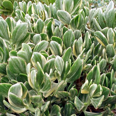 can I buy a 3 inch variegated tri color jade