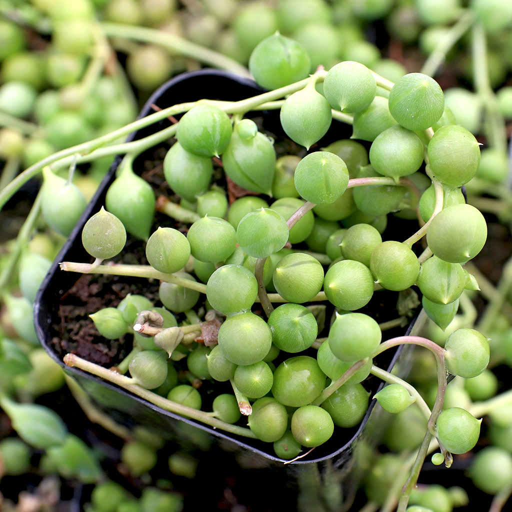 Do you need to repot the String of Pearls when it is received?