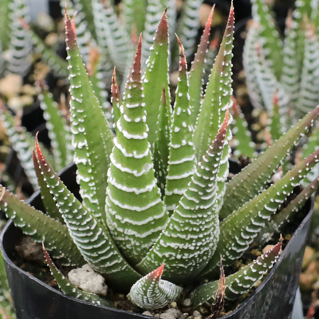 my zebra plant is healthy and growing but over time has lost all of its spots.  How do I get them back?