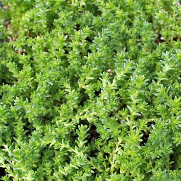 Sedum acre 'Oktoberfest' Questions & Answers