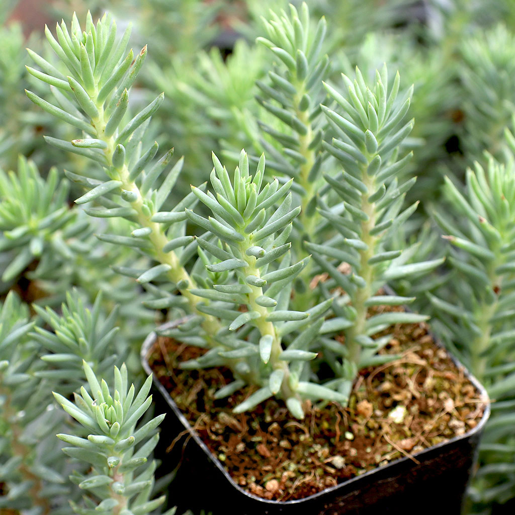 Do deer eat any part of Sedum reflexum 'Blue Spruce' including the flowers?