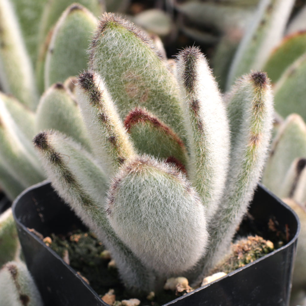 Kalanchoe tomentosa - Panda Plant Questions & Answers