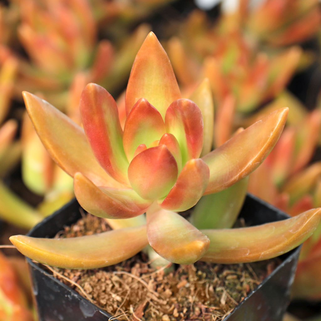 Sedum nussbaumerianum - Coppertone Stonecrop Questions & Answers