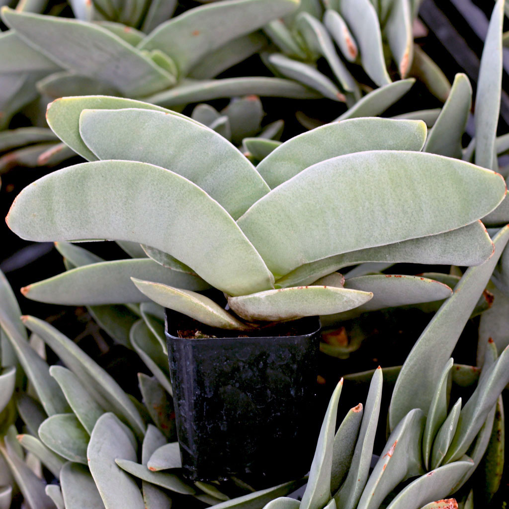 Are you shipping Crassula falcatas in a pot or as a cutting?  Thank you.