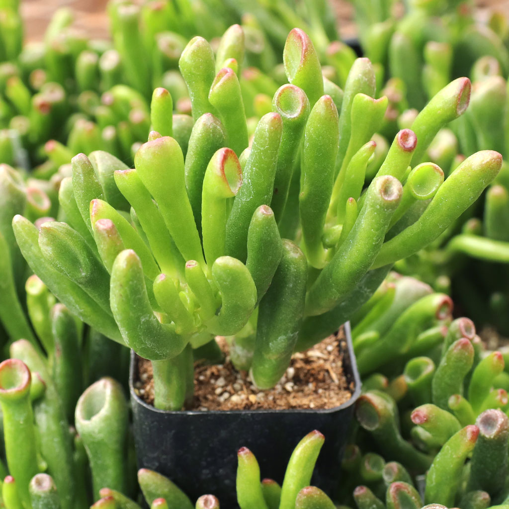 Is crassula ovata Gollum a dwarf plant