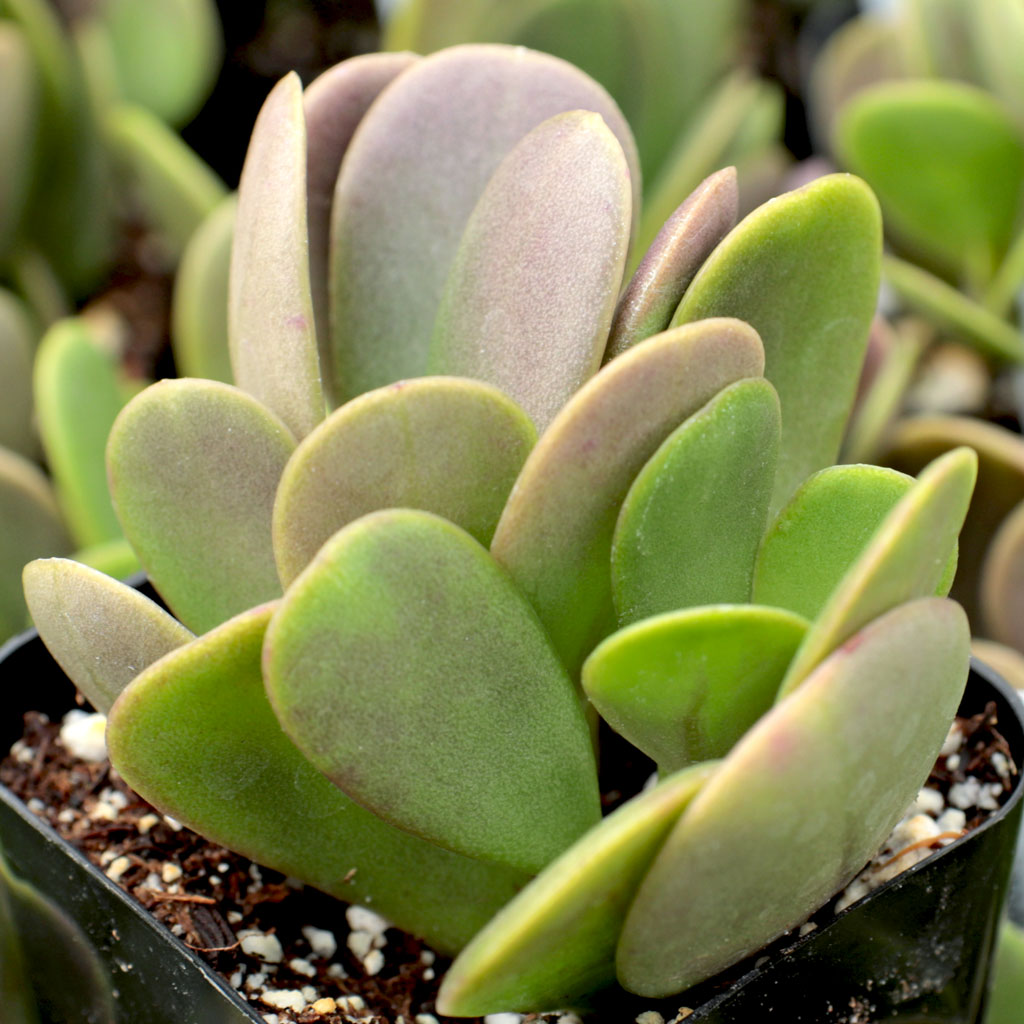 Senecio jacobsenii - Trailing Jade, Weeping Jade Questions & Answers