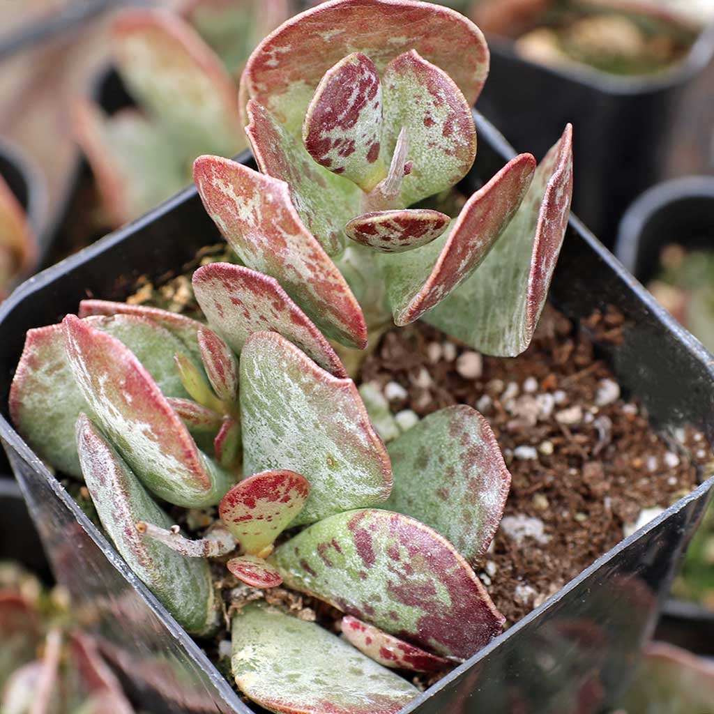Adromischus maculatus 'Calico Hearts' [fragile] Questions & Answers
