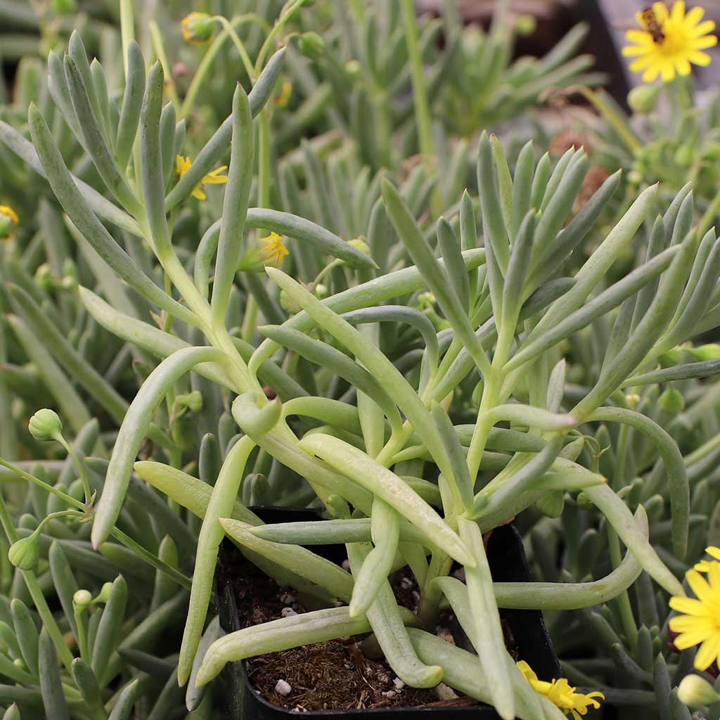 are the Othonna capensis for sale in 2 inch pots