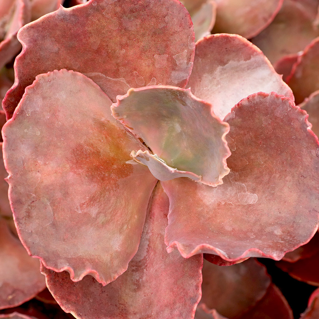 Echeveria 'The Rose' [large] [limited] Questions & Answers