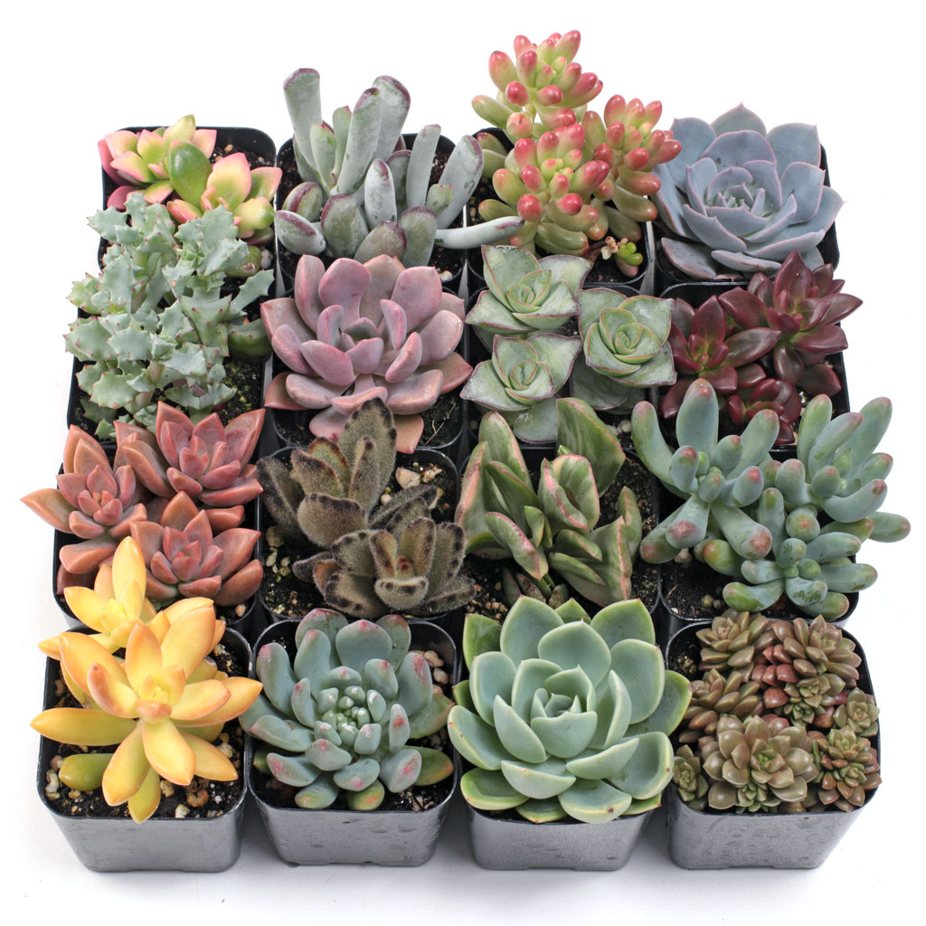 Hi! I’m interested in your soft succulent set for a living wall. Is that a good or bad idea?