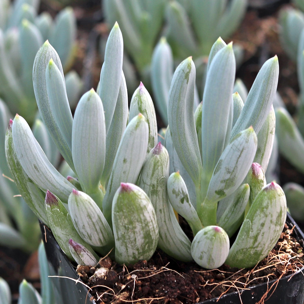 Senecio serpens - Mini Blue Chalksticks Questions & Answers